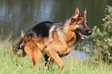BERGER ALLEMAND 768